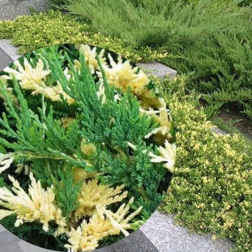 Juniperus horizontalis 'Andorra Variegata' - Roomav kadakas 'Andorra Variegata' C2/2L
